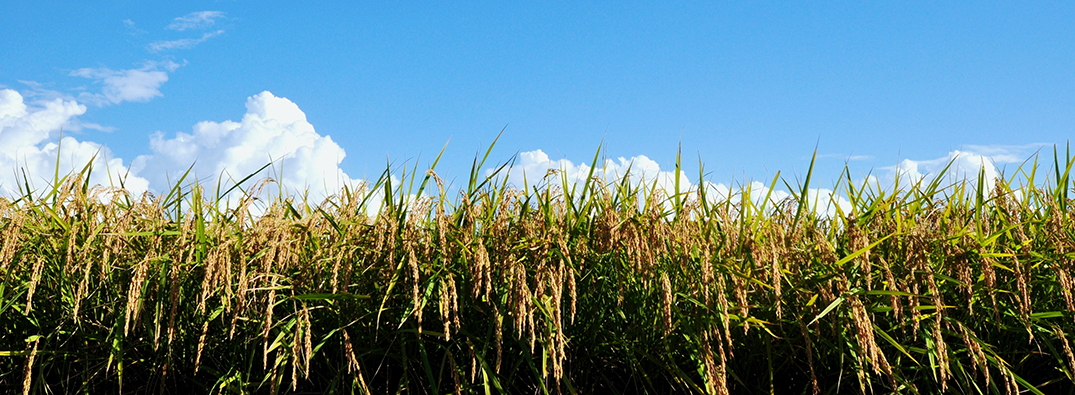 �k�A���v�X�̓V�R���d���ā@�ӂ��育�͂�